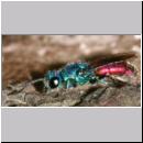 Chrysis ignita - Goldwespe 05a.jpg